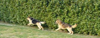 Argo