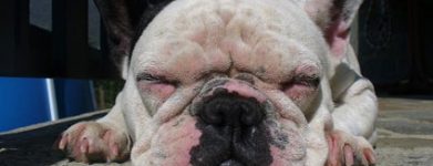 Bouledogue Francese