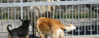 Camillo