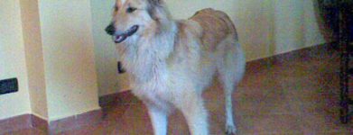 Incrocio collie