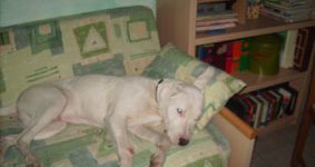Dogo