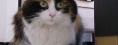 Pamina