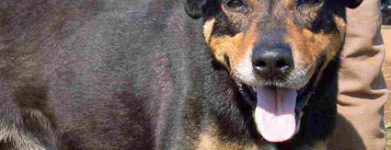 Ulisse