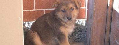 Cucciolo