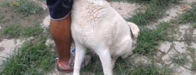 Ciao Rochy