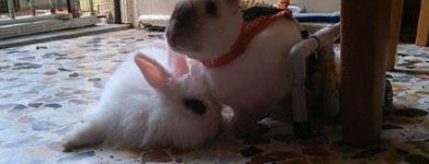 Ciao Caramel