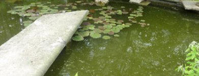 2 tartarughe