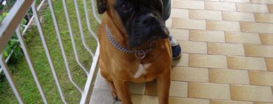 Boxer