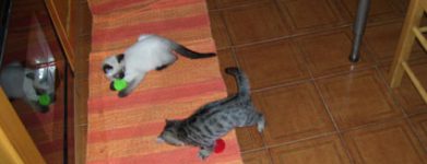 2 cuccioli