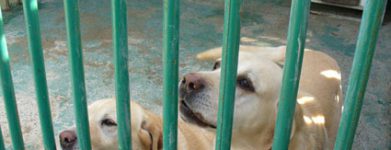 Labrador
