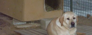 Coppia labrador