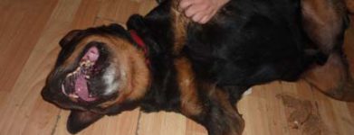 Ciao Ettore