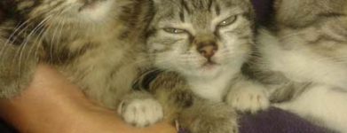 3 cuccioli