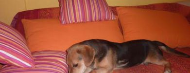 Cucciola 5 mesi