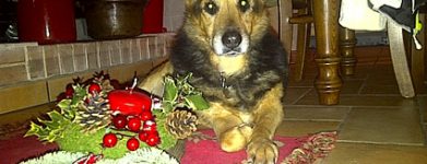 Ciao Laika