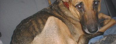 Ciao Shila