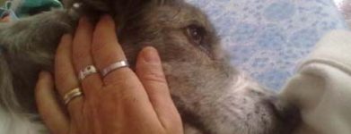 Ciao Glenda