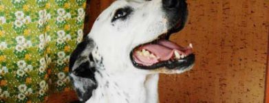 Ciao dalmata