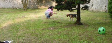 Beagle