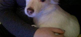 Cucciola