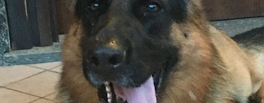 Danko