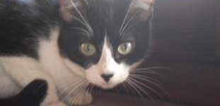 Cucciola