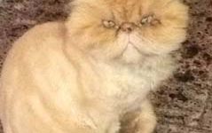 Persiano