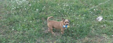 Toby