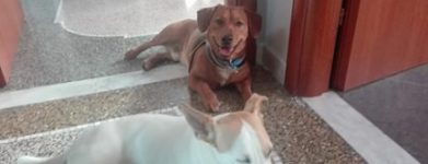Willy