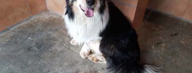 Amorino