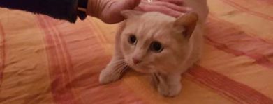 Artù