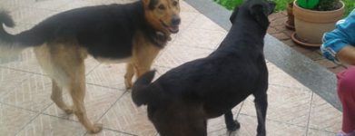 Bacio