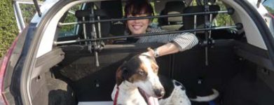 Bassethound