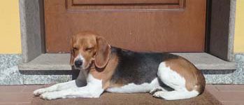 Beagle femmina