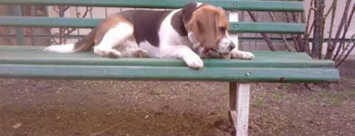 Beagle