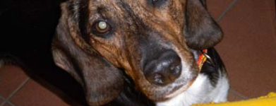 Beagle