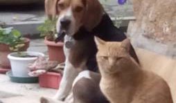 Beagle
