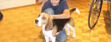 Beagle