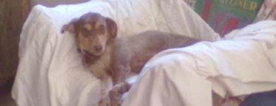 Bimba