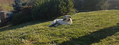 Bimba
