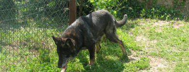 Bruno