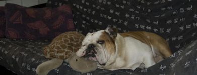 Bulldog