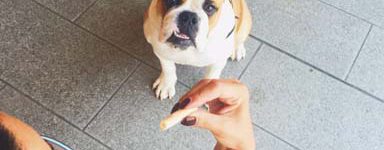 Bully