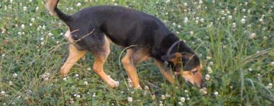 Cagnolino gioioso