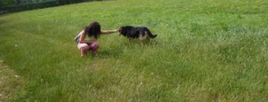 Cane comune