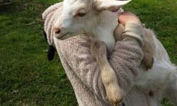 Caprette