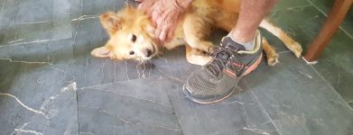 Caramelo