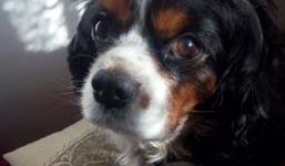 Cavalier king