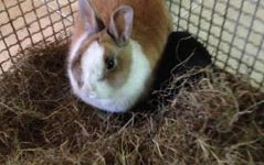 Cavia e coniglio