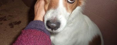 Chicco